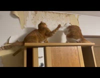 Two cats fight on top of cabinet 