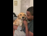 Collab BitchMP - Guy gives golden retriever dog and cat kisses 