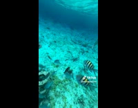 Collab BitchMP - Fish swims up to mans camera 