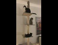 Black cat fall from tower cats surprised