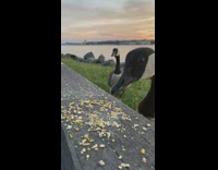 Two geese eat crumbs off wood 