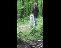 Large white dog whines small barks trees