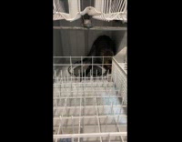 Woman tell cat to get out dishwasher