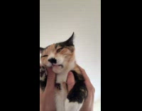 Submitter carries cat loves eating her fingers 