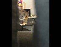 Submitter and Cat Plays Hide and Seek