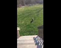 Dog hits head on stairs while climbing