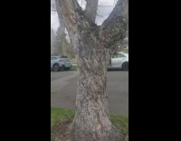 Woman crop top stand car door photo shoot