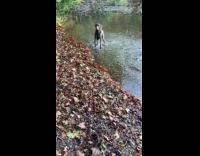 Brown dog run play on creek water