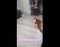 Cat on catnip plays with cotton buds