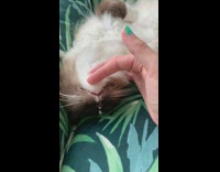 Cat lays on back green leaf chair 