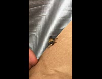 Big bug lifts leg 