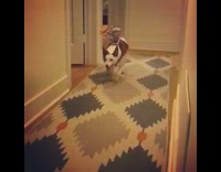 Dog runs with toy cowboy on his back