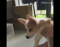 White brown corgi puppy dances to Old Town Road