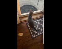 Cat hisses when girl grabs her tail