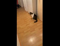 Cat loves to play with toy mice