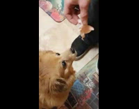 Collab KaleSaladIG - Dog eats ham makes funny cute sound