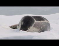 Leopard seal lie down tries to bite and eat the snow