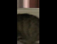 Cat bites tail spins in circle bed