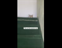 Cat Breathes Steadily and Looks Fiercely at Lady