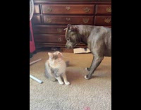 Cat pounces at big dog