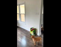 Collab BitchMP - Girl surprised with puppy dog