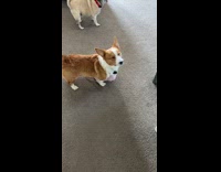 Woman caught dog wears bra inside house