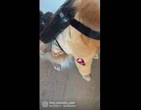 Dog wear Ghostbusters Halloween costume