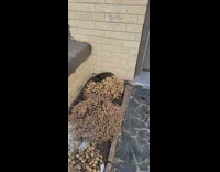 Grey rodent chases guy in front of driveway garage 