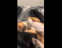 Man playing with dog bites its own tail 