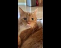 Cat lay on bed over roomba vacuum