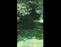 Person dressed up as Pooh bear runs across grass yard