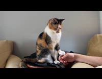 Cat use paw push hand stop petting