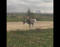 Woody doll sits on dog green harness 