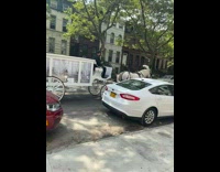 White horse pulls carriage casket funeral hearse 