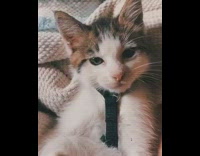 Brown white kitten black harness blue blanket
