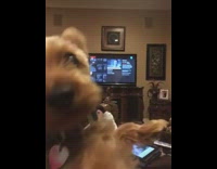 brown dog pink collar nodding