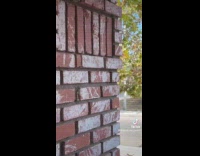 Woman made fake bat Halloween decoration 