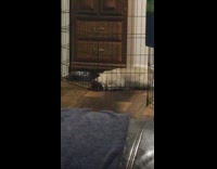 Pug dog lays down and licks floor