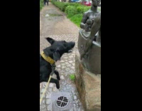 Black dog jumps at statue 