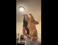 Collab ClipsIG - Orange cat turns huge cat upside down 