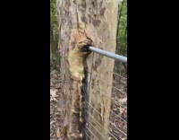 Metal fence that combines and grew into the tall tree