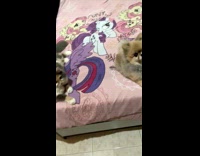 Collab PLC - Dog and cat on bed look at filmer