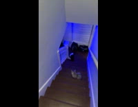 Guy throw shirt to cat on stairs