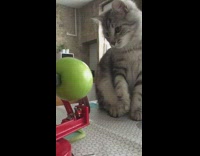 Grey cat apple peeler green granny smith 