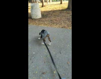 Spotted dog chases falling leaves on sidewalk in the park