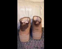 Woman show new brown boots chewed by dog