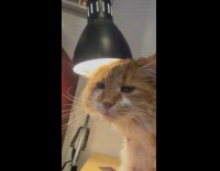 Cat head under light lamp