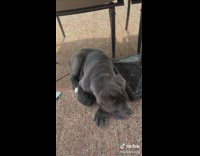 Grey puppy dog blue eyes tilts head 