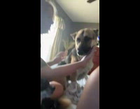 Big dog tries to growl at aggressive small dog told no 