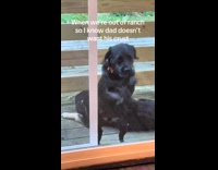 Collab Clips MPUGC - Dog bites glass wants to be let inside